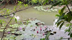 Вокруг пруды с лотосами!