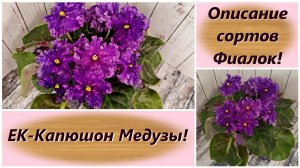 Описание сортов Фиалок! ЕК-Капюшон Медузы!