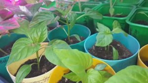 3204. Рассадный 2026 г.Листовая подкормка перцев.