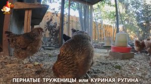 Куриная рутина – что делают куры на выгуле 😂 эпизод (149)
