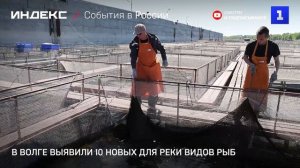 В Волге выявили 10 новых для реки видов рыб