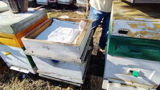 25 марта. КОРМ  РАСПЛОД  МАТКА