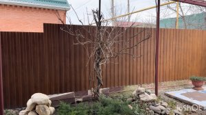 Достали картофель из погреба.Обрезала розы и кустарники.