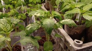 Моя первая подкормка томатов!