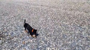 Прогулка с ягдтерьером к скале "Парус"