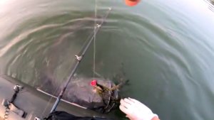 Ловля сома на попер