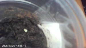 Обзор первого всхода кабачков сорта "Грибовские" (горшечная посадка - 5-й день)