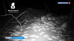 В нацпарке «Башкирия» засняли, как куница достает еду из своей кладовой