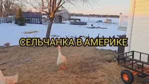 Сельчанка в Америке / ТАКОГО ВЫ ЕЩЁ НЕ СЛЫШАЛИ