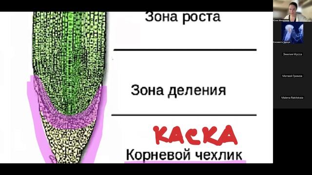 Корень. Побег. Почка. Стебель