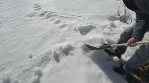 Наконец-то раскопали дорогущие пионы от снега. Зачем так рано?