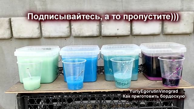 🍇 Этот ФУНГИЦИД ВЫЛЕЧИТ Ваш ВИНОГРАД за двое суток. Как правильно изготовить бордоскую жидкость.(1)