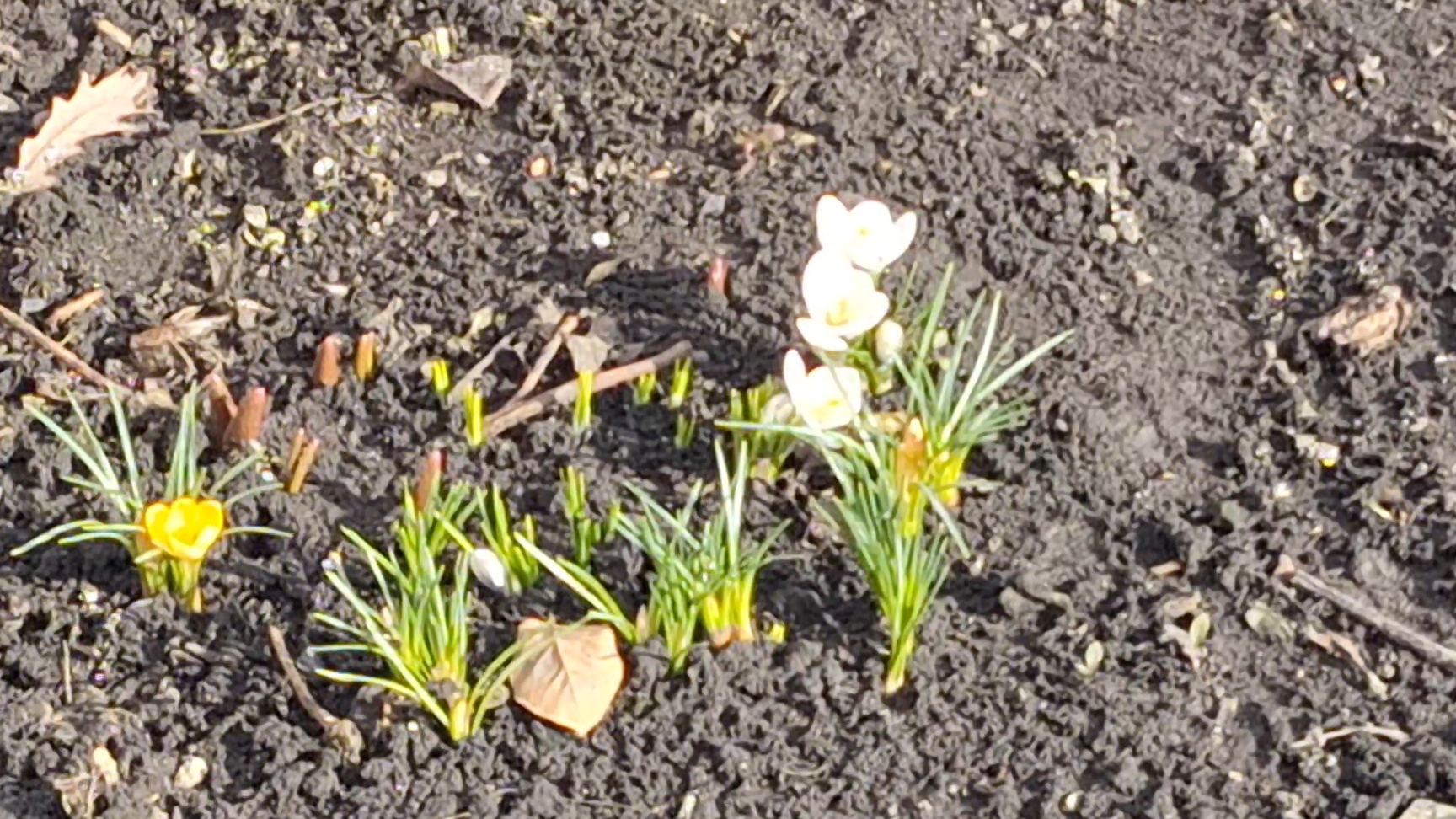 25-03-26 Вот и первые цветочки 🌺