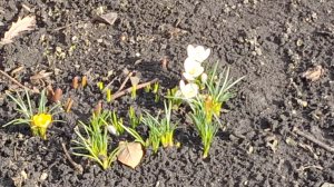 25-03-26 Вот и первые цветочки 🌺