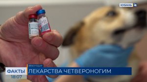 Ветеринары пожаловались на нехватку вакцин для кошек и собак в России