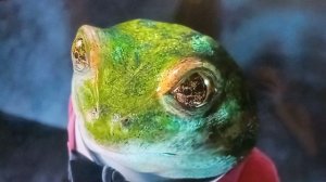 Кто из вас съел королевский торт!?