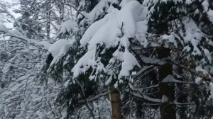 В зимнем лесу.