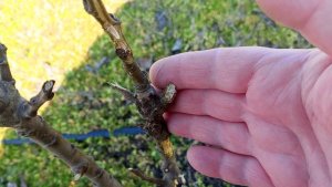 Зайцы в саду.