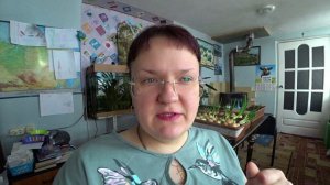 Весеннее выращивание пекинской капусты