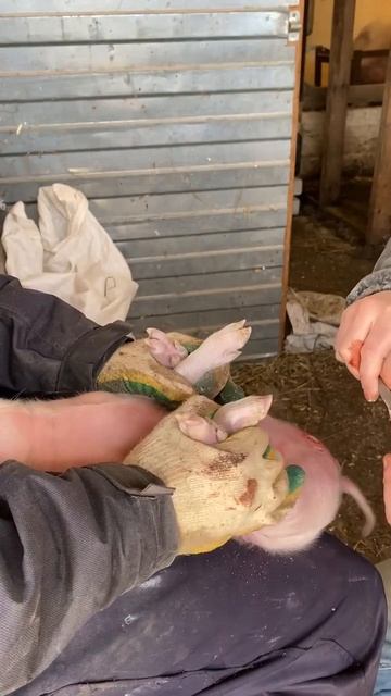 Ветеринария. Видео носит познавательный характер. Удаление семенников поросятам. Кастрация