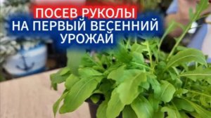 Рукола, выращивание из семян. Посев на первый весенний урожай в теплицу.