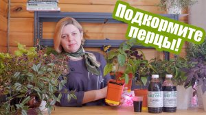 Чем подкормить рассаду перца