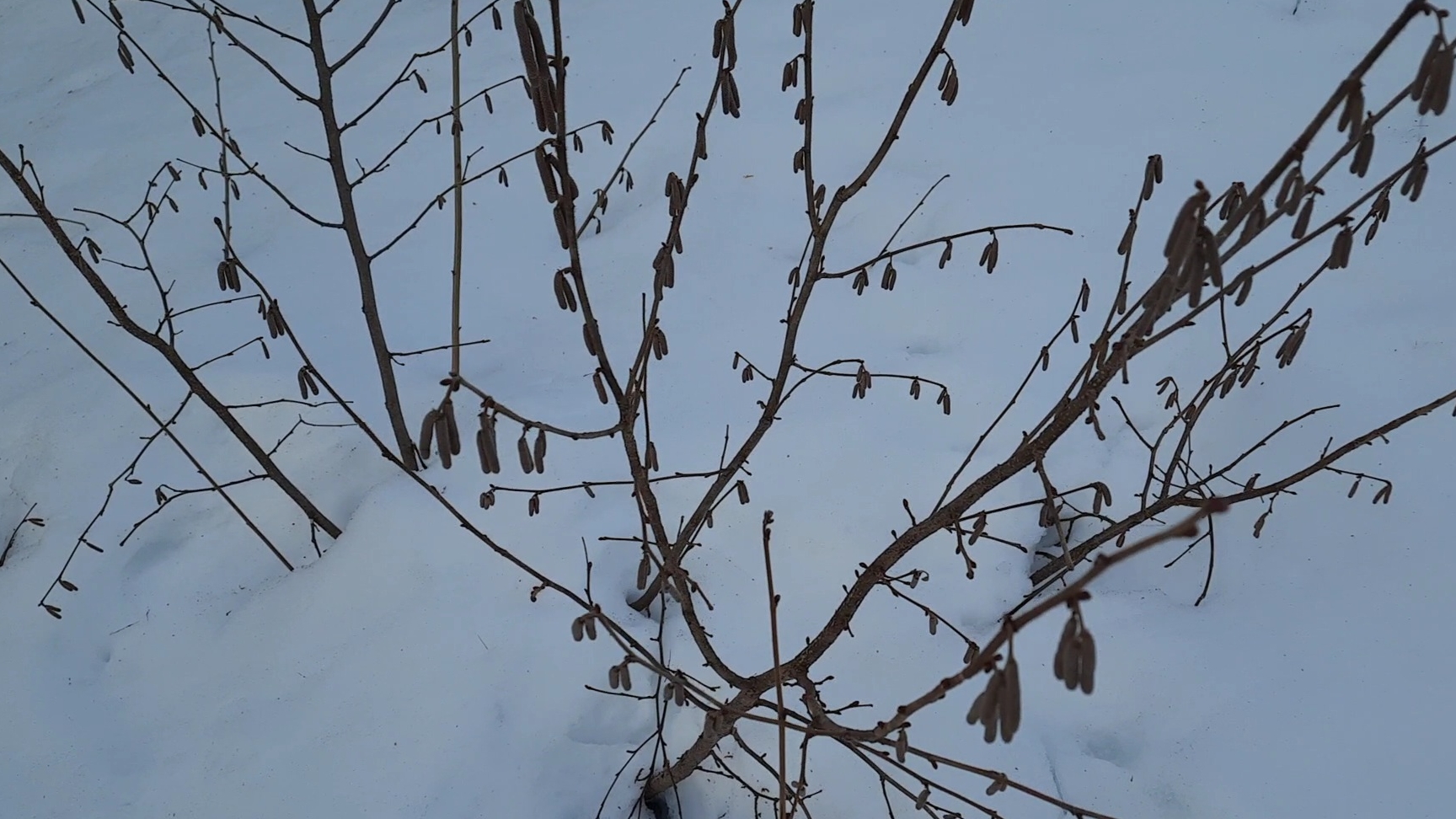 Сад в марте