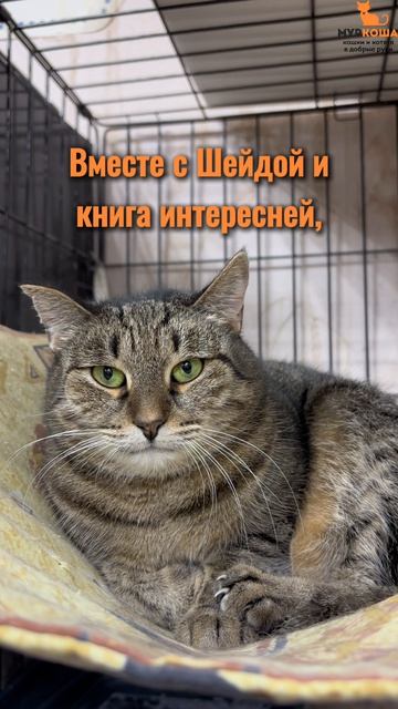 Шейда ждёт вас в приюте #Муркоша