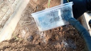 Хочу урожай томатов в июне. провожу эксперимент по ранней высадке