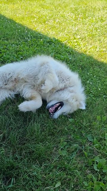 Жарко Самоеду летом, ой жарко