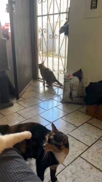 Самое смешное видео, лучшие приколы, угар до слез, вирусный юмор, мемы, фейлы, смешные животные