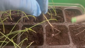 Лук чернушка.