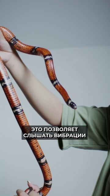 📍Как змеи слышат без ушей