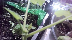 Тщательный обзор кабачкового растения сорта "Чёрный Красавец" январской посадки