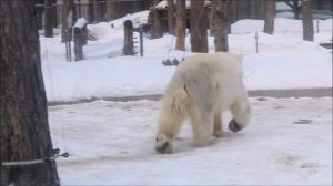 Белка и Стрелка 24.03.2026