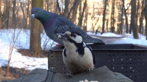 Немного о знакомом дятле