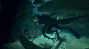 Океанариум Адлер🌴 Кормление рыб🐟🐠🐋март 2026