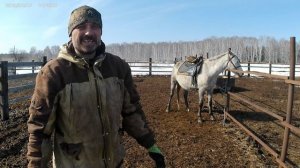 Лошадь из дикого табуна! часть 2