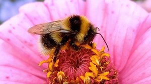 Красочные моменты природы . Музыка релакс .