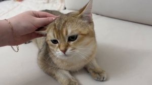 Шотландская золотая шиншилла