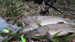 ЭТА ЗОЛОТАЯ ПРИМАНКА ВЫРУЧИЛА МЕНЯ. РЫБАЛКА НА СПИННИНГ.