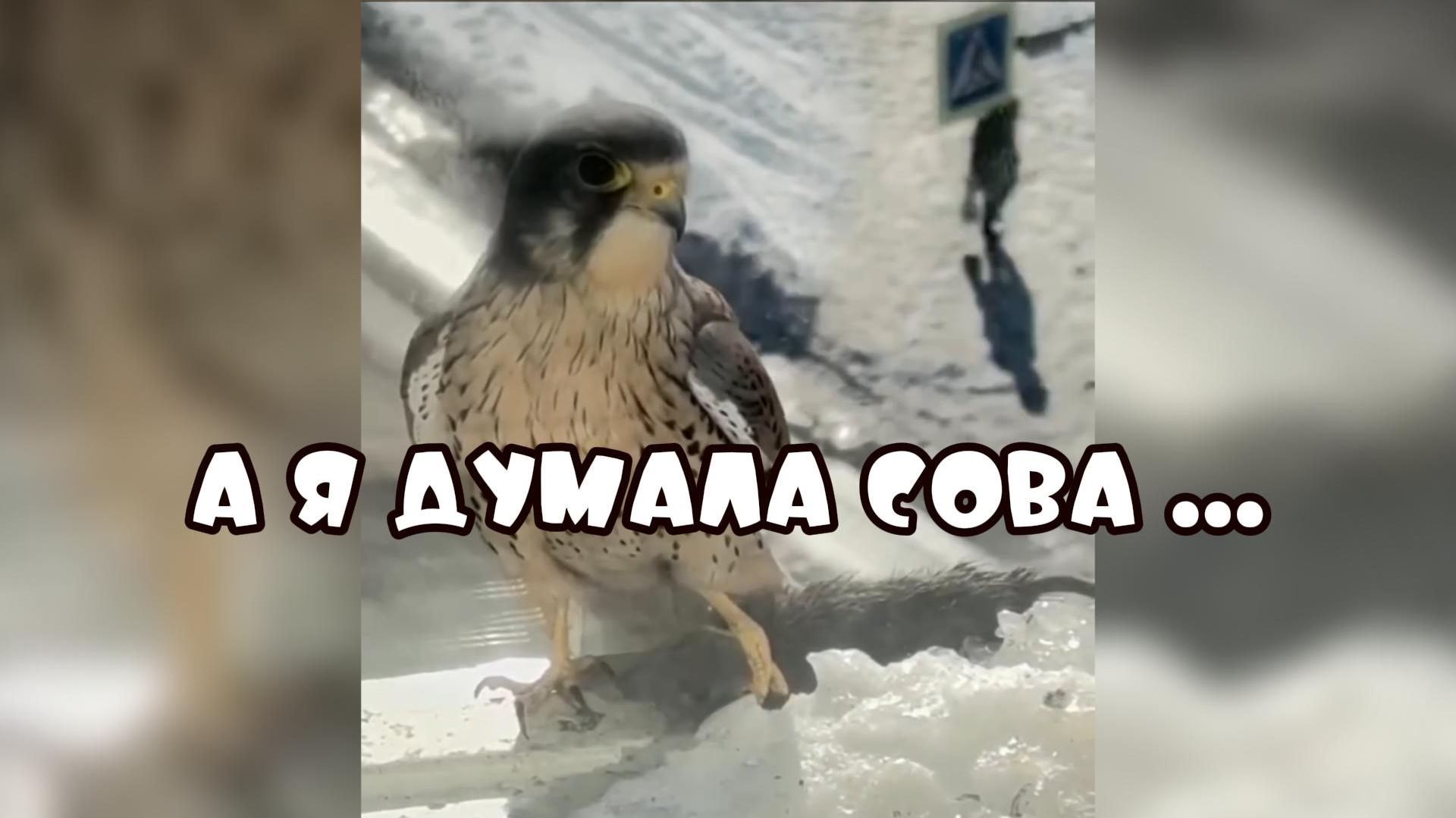 Одинокий голубь на карнизе за окном #забавныеживотные #поржать