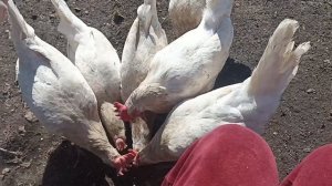 Томаты- безрассадным способом! Новый дом-для Жорика!