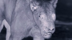 Страна больших кошек 6 серия (документальный сериал, 2020)