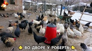 Содержание кур в домашних условиях и других птиц во дворе у Роберта 🐣🐤🦆🐔🪿🦃 (452)
