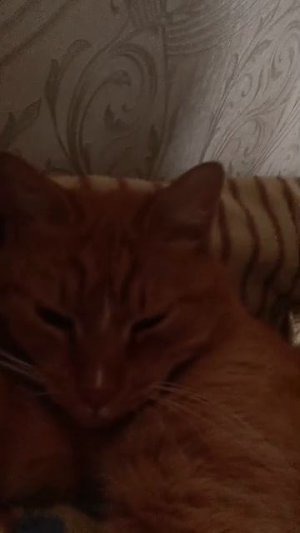 Маришка для всех