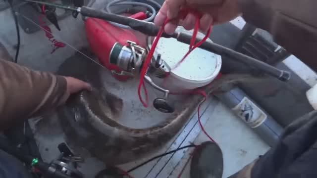 сомы клюют на КВОК!!!наловил сомов!