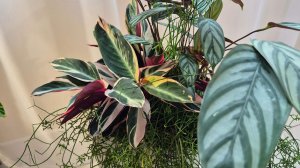 Посадка растений группой