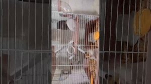 хомяки спят