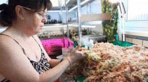 Моя Жизнь в Деревне, Хотела Лепёшку и все Сломала и разбила